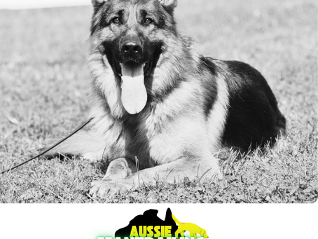 What is Mantrailing? Top 5 Benefits for German Shepherd Dogs