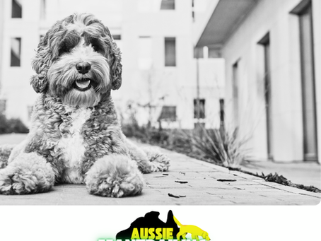 The Bonding Power of Mantrailing for Pet Owners