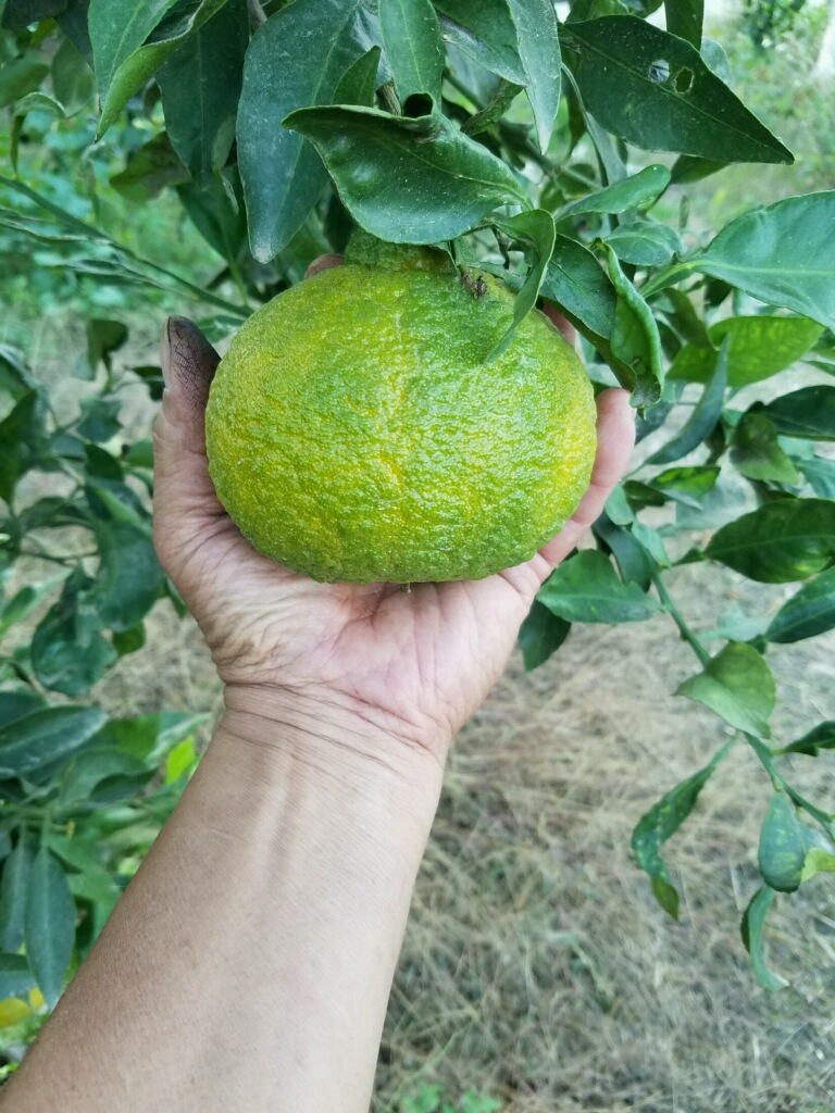 Saturday - Cerritos | harborarea