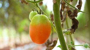 Tecnologia israelense revoluciona cultivo de tomate na Amazônia