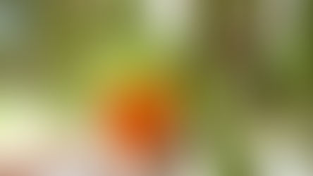 Tecnologia israelense revoluciona cultivo de tomate na Amazônia