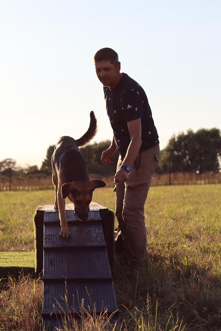 german-shepherd-ramp-descent-training-newark.jpg