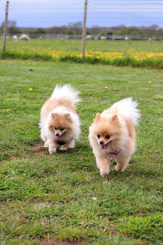 two-pomeranians-running-enclosed-field-newark_edited.jpg