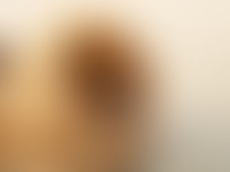 Pomeranian dog on the beach