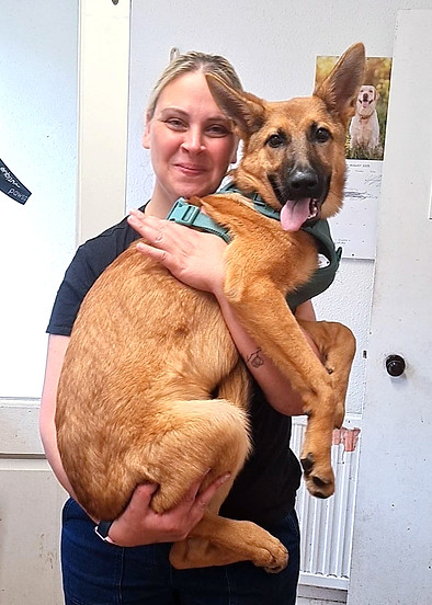 client and german shepherd puppy jumping up
