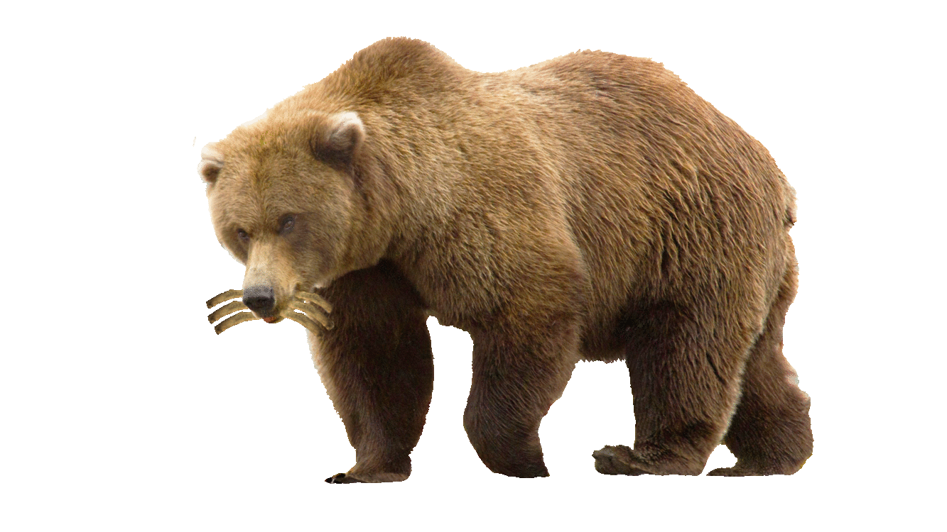 oso gif.gif