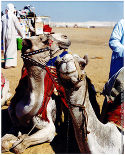 Egypt