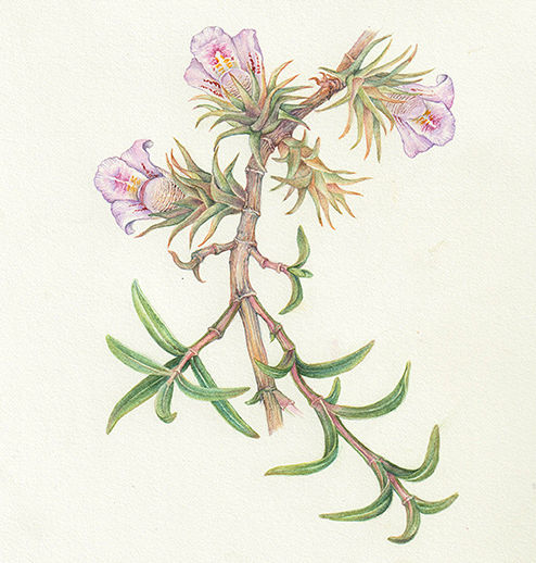 Lepidagathis trinervis