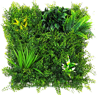 Dense Fern_edited_edited_edited.png