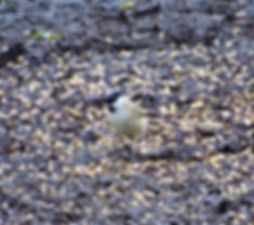 Marsh Tit 200123-01, Forest of Dean.jpeg