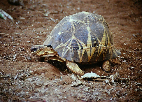 Radiated Tortoise 02a, Berenty, Madagasc