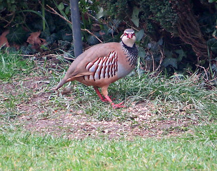 Red-legged Partridge 05, Elm Lodge, 19-3