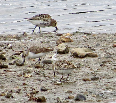 Western Sandpiper 04, Lymington, 13-10-21.jpeg