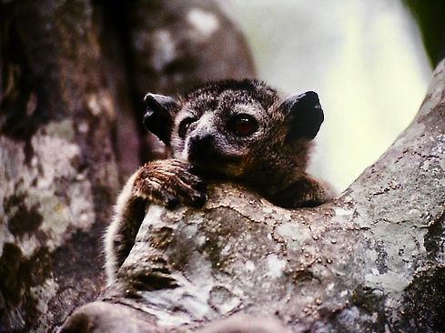 White-footed Sportive Lemur 06, Berenty,