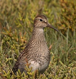 Pectoral Sandpiper 03a, Northwick Warth,