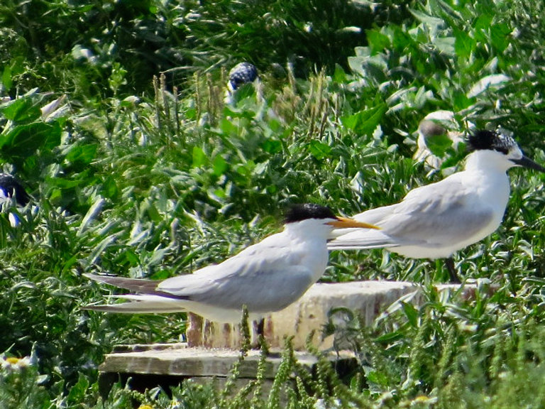 Elegant Tern 05, Cemlyn Bay, 8-7-21.jpeg