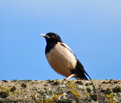 Rose-coloured Starling 01, Stone, 19:7:2