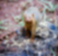 Eastern Dwarf Mongoose 04a, Kenya, 12_88