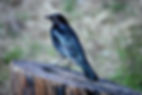 Brewer's Blackbird 02a, California, 24_1