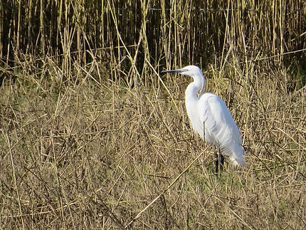 Little Egret 02, Splatt Br, 9-3-21.jpeg