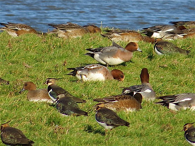 Wigeon 171101, Slimbridge, 30_11_17.jpg