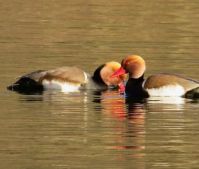 Red-crested Pochard 200104-08, Cotswold