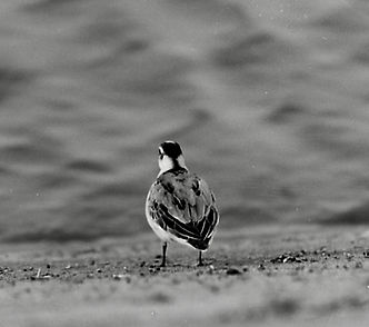 Grey Phalarope 02a, Cheddar, 16_10_76.jp