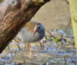 Water Rail 200103, Slimbridge.jpeg