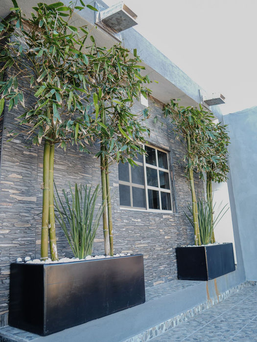 Dos altos árboles en macetas flanqueando una ventana en el exterior de un edificio moderno.