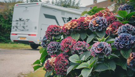 mill lane flowers and outside