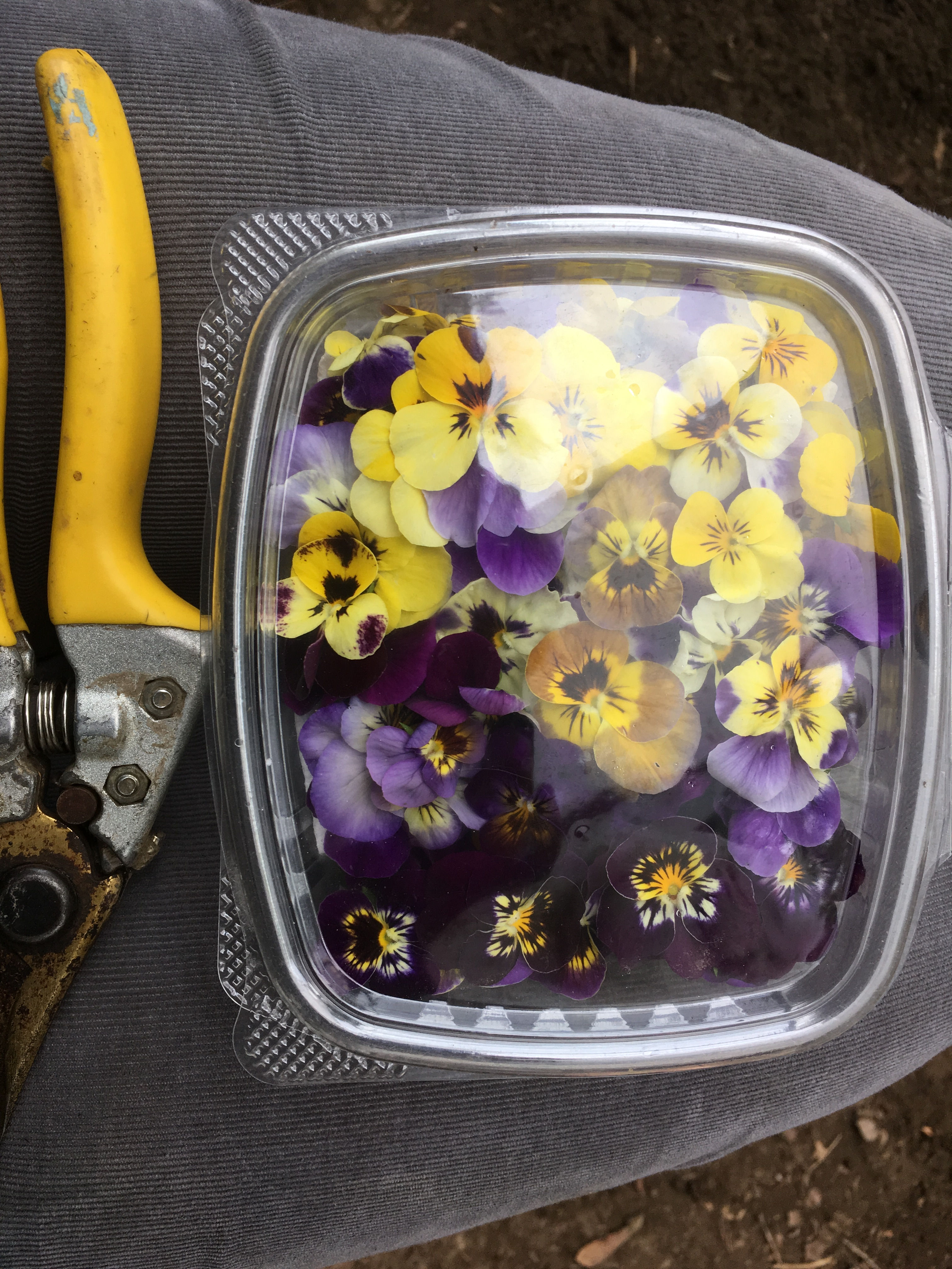Edible Flowers