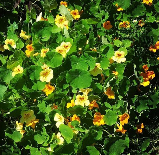Thumbnail: Edible Flowers