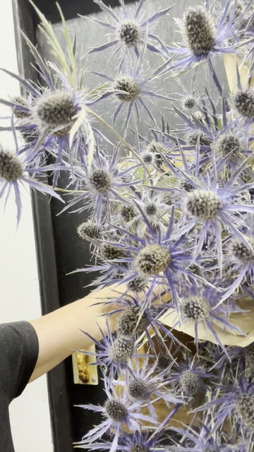 Thumbnail: Everlasting Eryngium