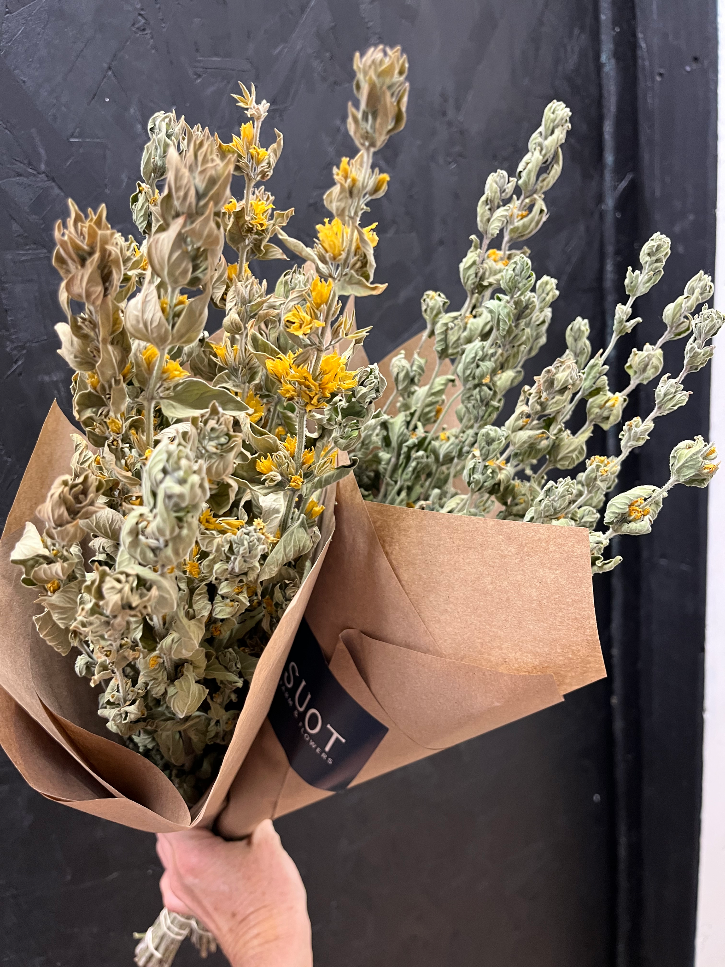 Everlasting Loosestrife