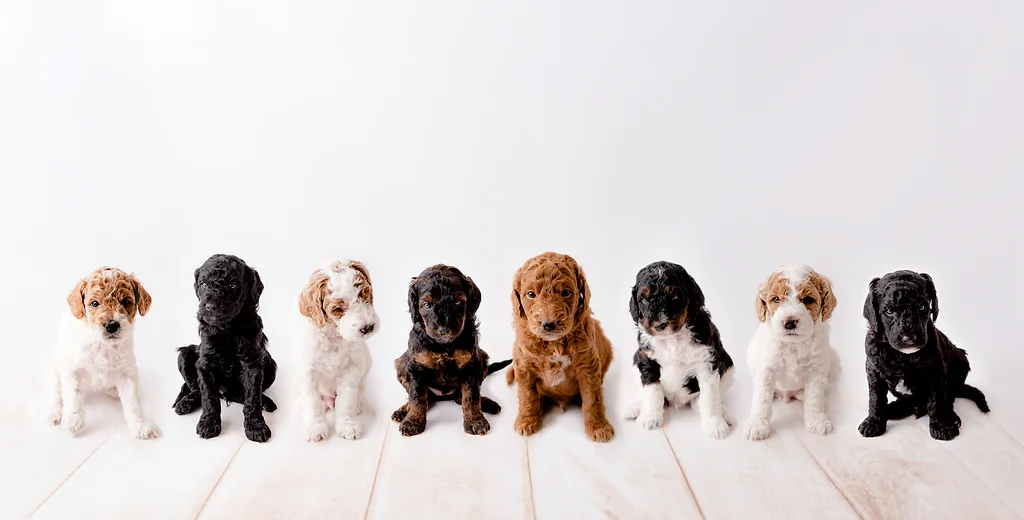 blackberry farm puppies