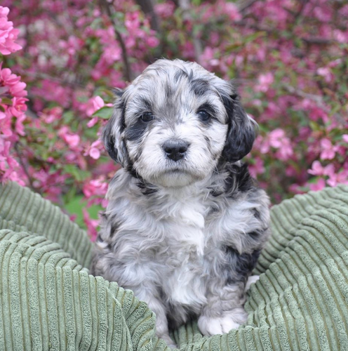 blackberry farm puppies