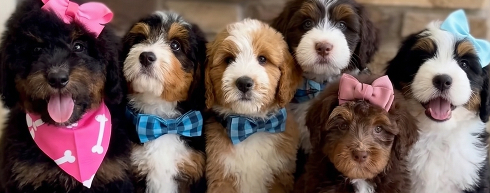 Puppies in a row.png