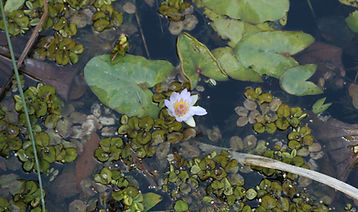 Lily Pad Blossom 