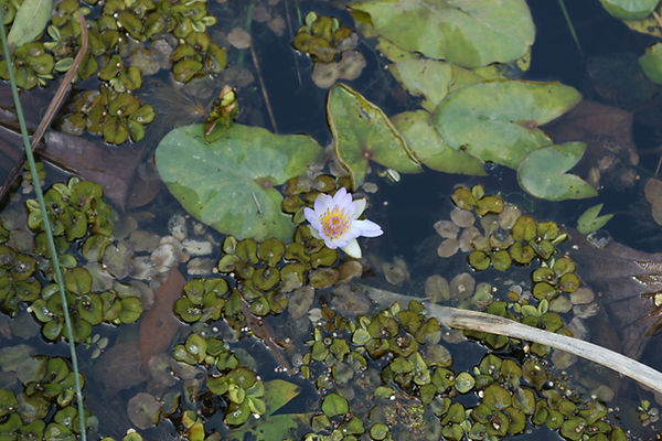 Lily Pad Blossom