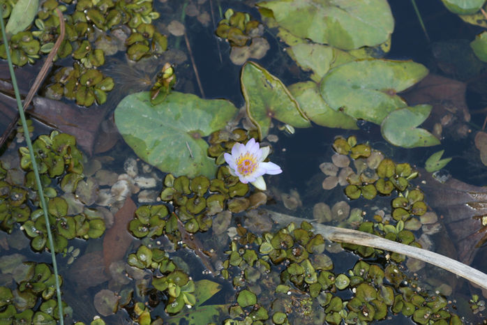 Flower bed and pond for the frogs