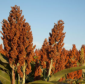 grain-sorghum.jpg