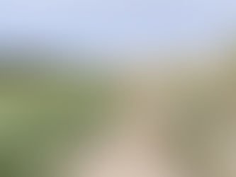 Sécheresse : le sorgho grain résiste bien, Voici pourquoi