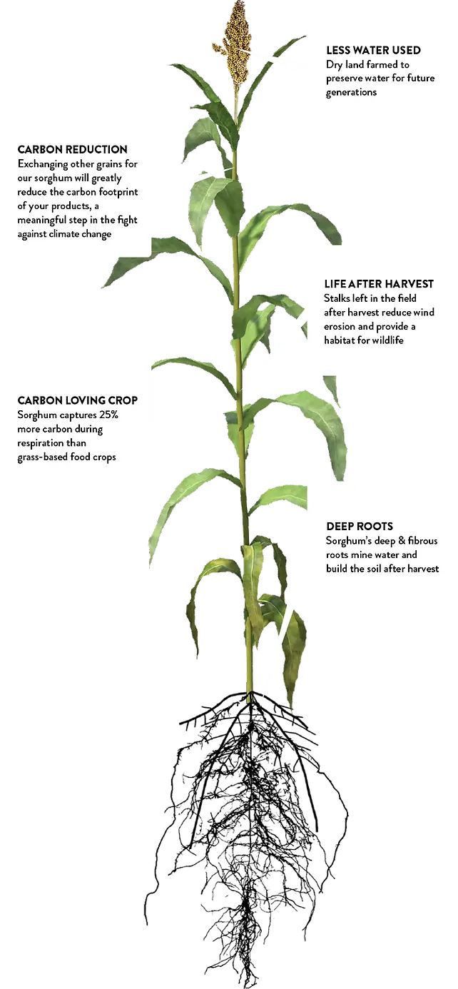 le sorgho, une plante aux multiples atouts agronomiques.