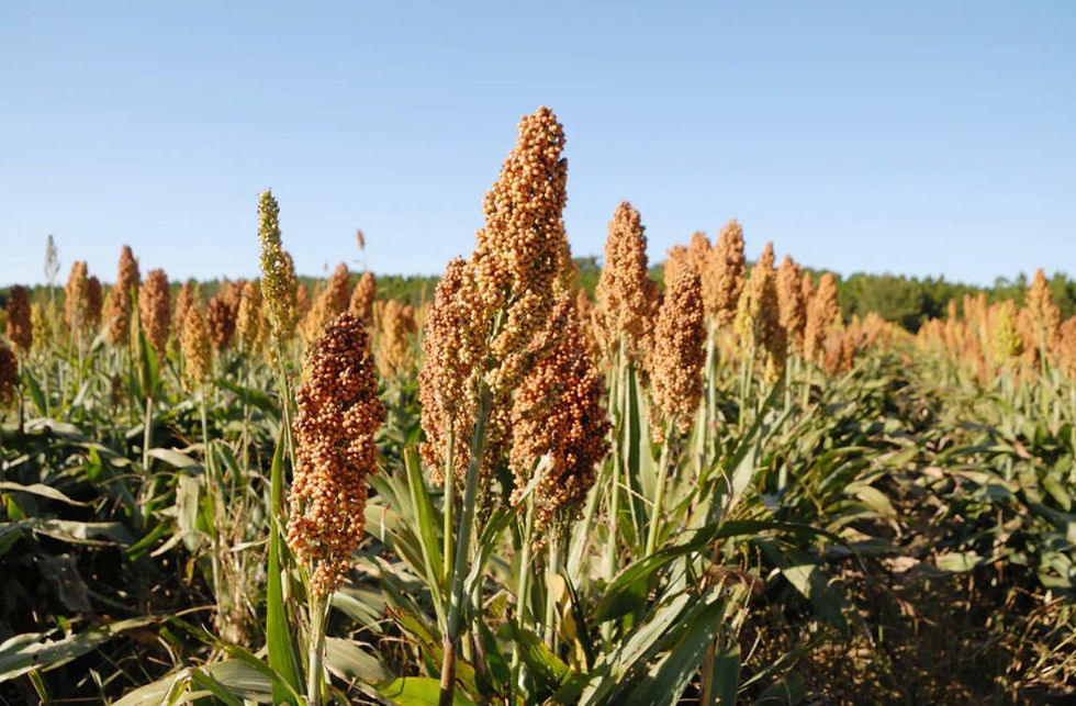 Champ de sorgho bio, levier de rentabilité face aux défis climatiques
