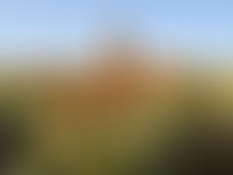 3 techniques pour booster les rendements de sorgho en France 