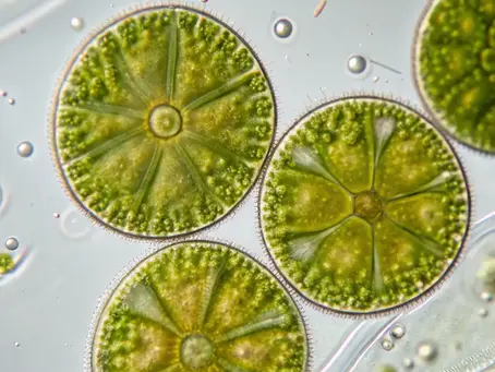 Chlorella Vulgaris: An excellent phytoplankton for nutrient uptake and to promote healthy zooplankton populations.