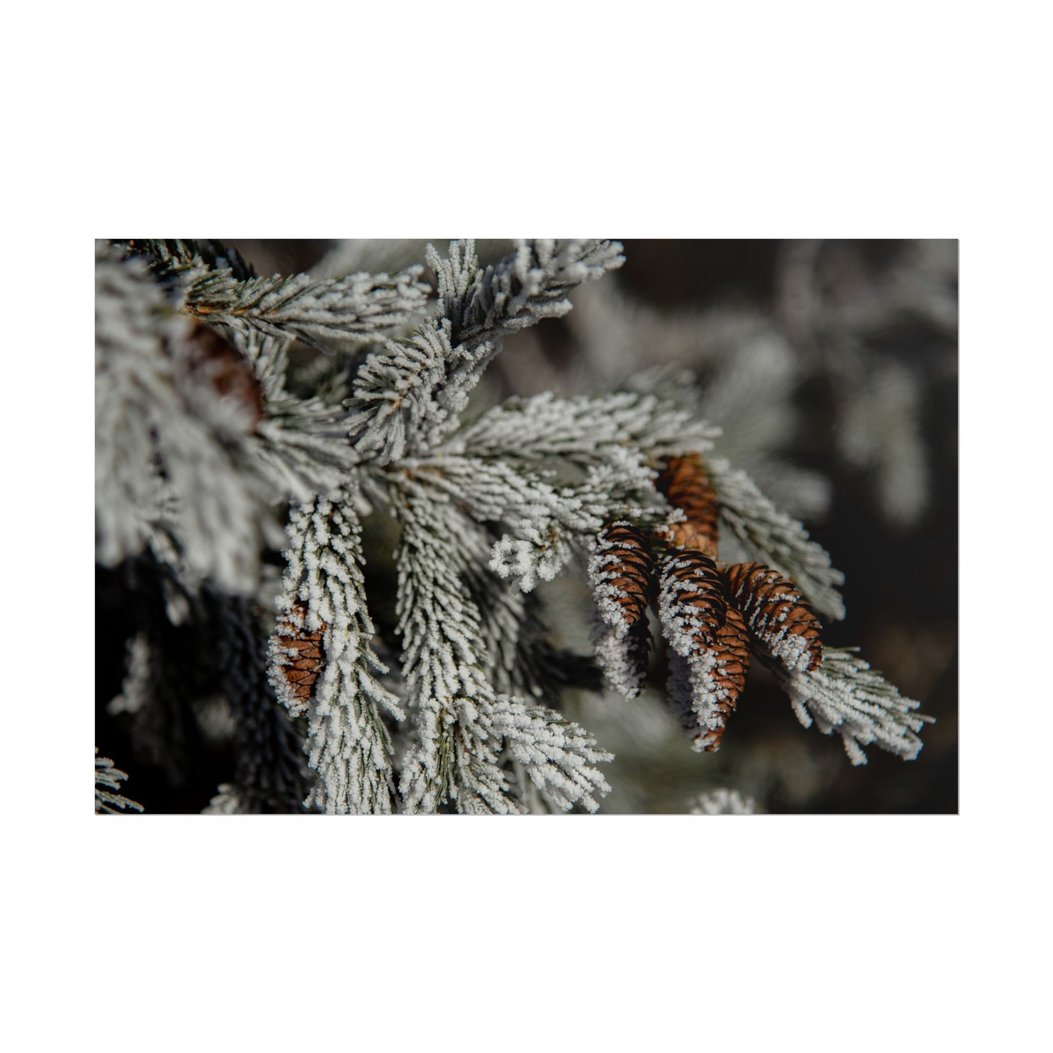 Frost on Pine – Fine Art Photography Print
