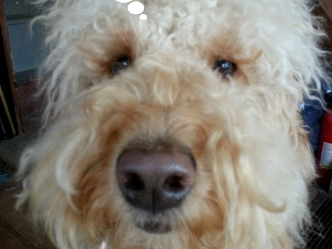 The Road Trip                                                or Travels without Charley