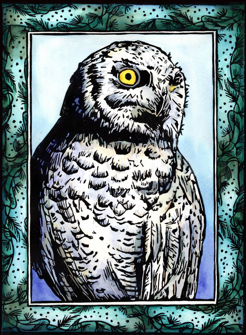 Snowy Owl