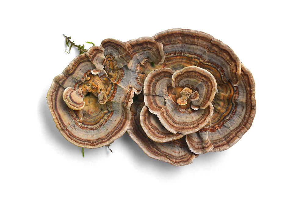 Trametes Versicolor